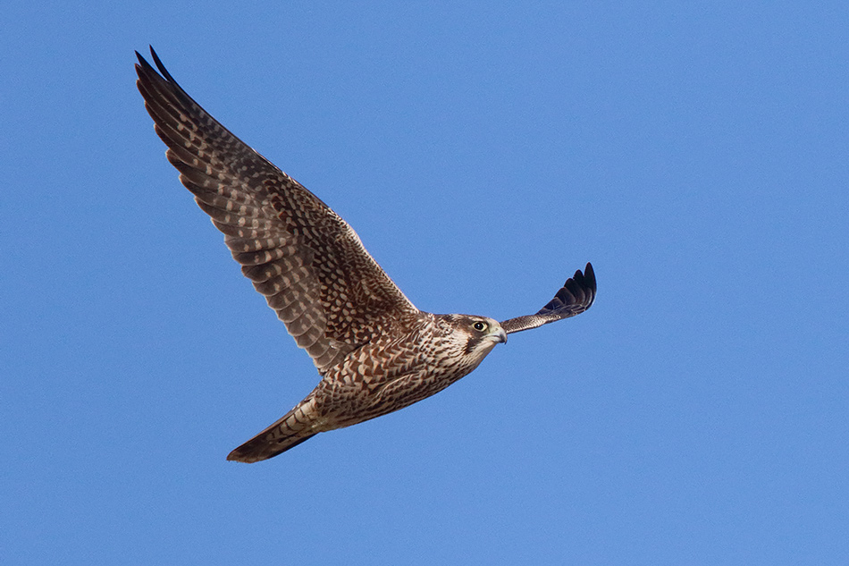 Falco pellegrino (Falco peregrinus) juv.